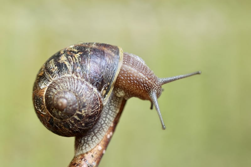 Herb Spiral